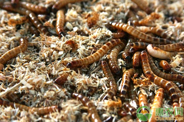 黄粉虫吃什么?黄粉虫要怎么喂养？-图片版权归惠农网所有