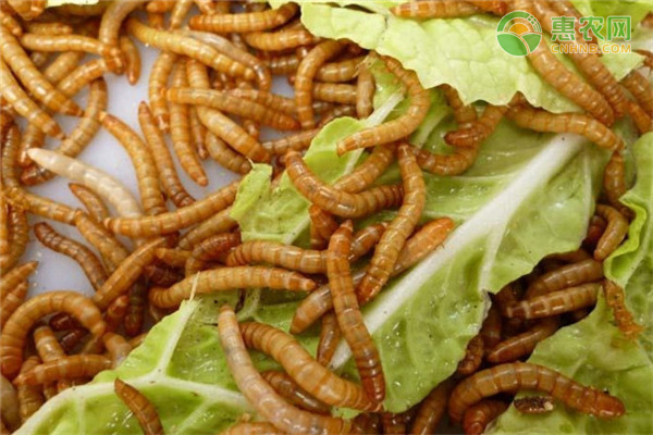 黄粉虫的饲养技术-图片版权归惠农网所有