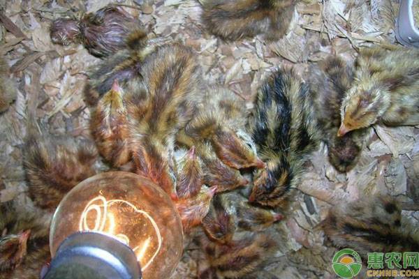 鹌鹑场的规划与布局-图片版权归惠农网所有