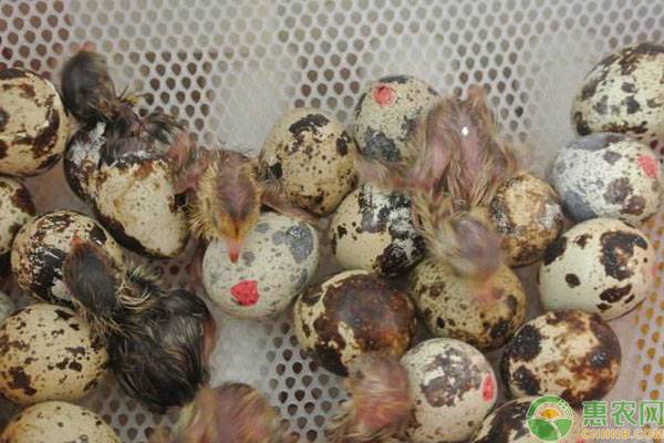 鹌鹑场的规划与布局-图片版权归惠农网所有