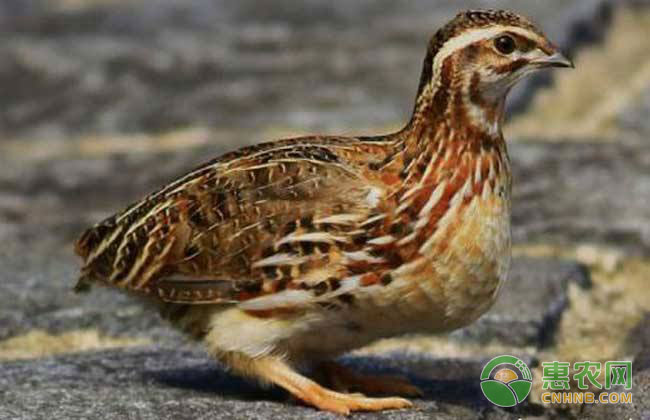 鹌鹑养殖技术：鹌鹑养殖笼子摆放注意事项-图片版权归惠农网所有