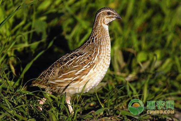 商品鹌鹑怎么饲养管理？鹌鹑饲养管理技术-图片版权归惠农网所有