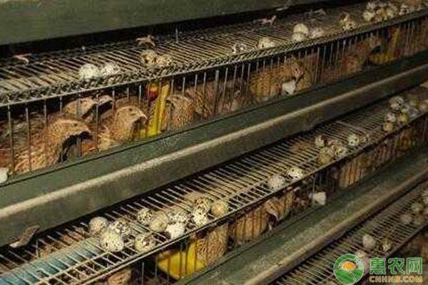 鹌鹑人工养殖技术-图片版权归惠农网所有