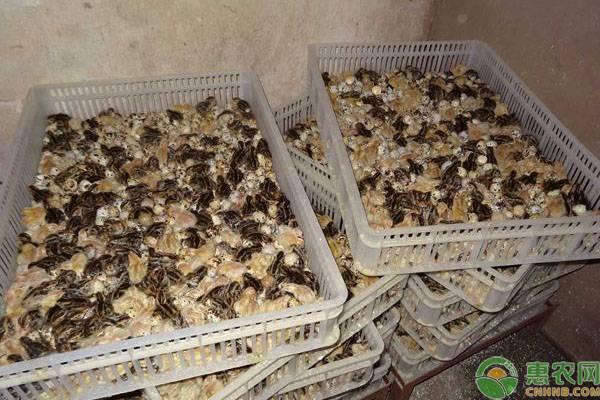 鹌鹑的孵化技术与要点-图片版权归惠农网所有