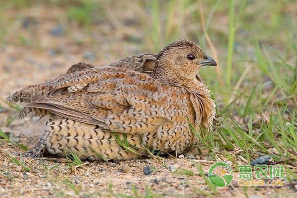 鹌鹑养殖技术：如何提高鹌鹑的产蛋量-图片版权归惠农网所有