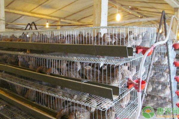 鹌鹑淘汰后如何育肥？-图片版权归惠农网所有