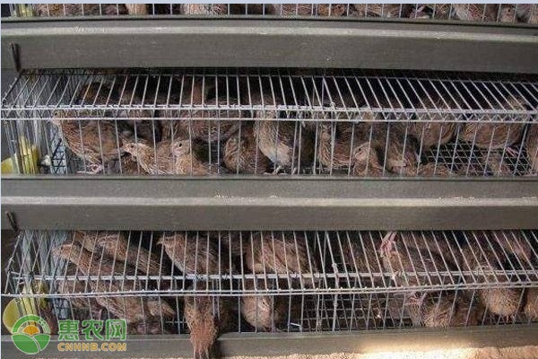 鹌鹑淘汰后如何育肥？-图片版权归惠农网所有