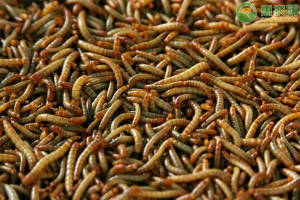 黄粉虫怎么繁殖？黄粉虫的繁殖技术要点-图片版权归惠农网所有