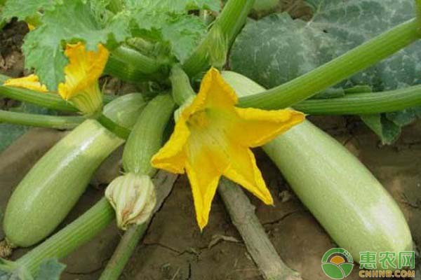 西葫芦什么时候种植?西葫芦高产种植方法和时间 西葫芦什么时候种植?西葫芦高产种植方法和时间-图片版权归惠农网所有