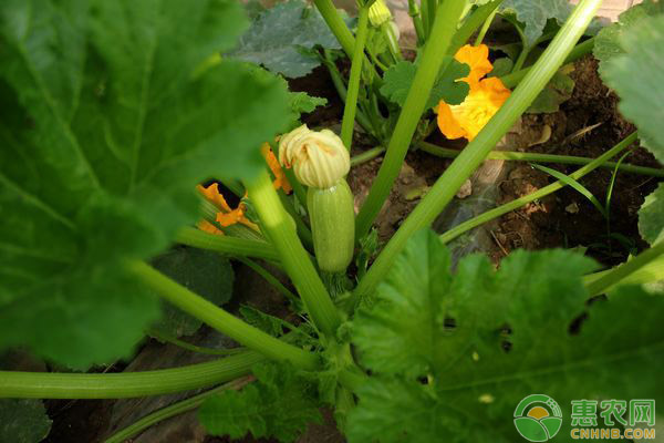 西葫芦什么时候种植?西葫芦高产种植方法和时间 西葫芦什么时候种植?西葫芦高产种植方法和时间-图片版权归惠农网所有