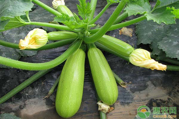 西葫芦什么时候种植?西葫芦高产种植方法和时间 西葫芦什么时候种植?西葫芦高产种植方法和时间-图片版权归惠农网所有