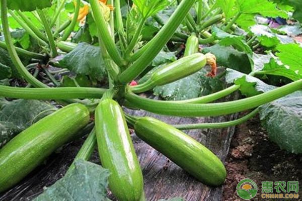 西葫芦要怎么育苗?西葫芦育苗技术要点-图片版权归惠农网所有