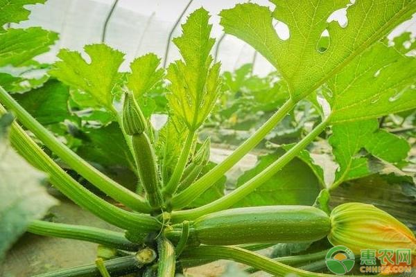 西葫芦要怎么育苗?西葫芦育苗技术要点-图片版权归惠农网所有