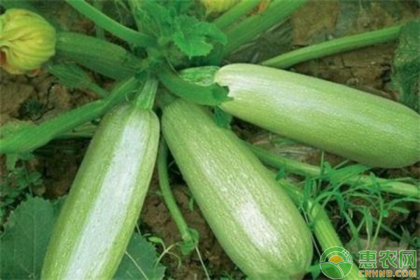 西葫芦育苗技术大全-图片版权归惠农网所有