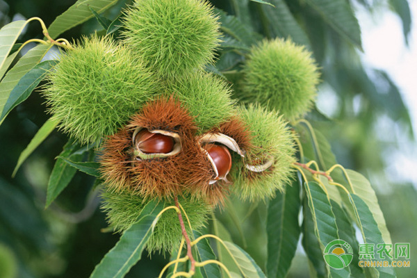 板栗种植对环境要求-图片版权归惠农网所有