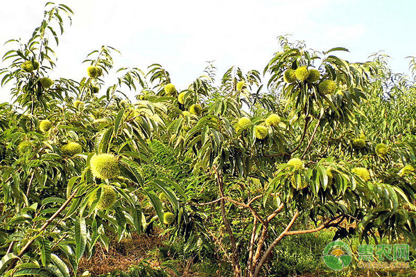 板栗种植对环境要求-图片版权归惠农网所有