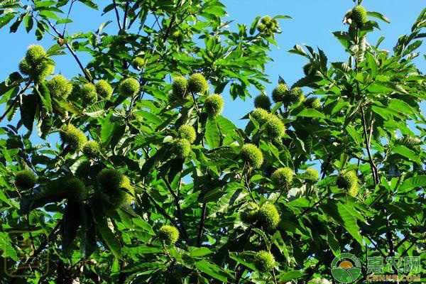 板栗低产是什么原因？树势衰弱的低产板栗园改造技术-图片版权归惠农网所有