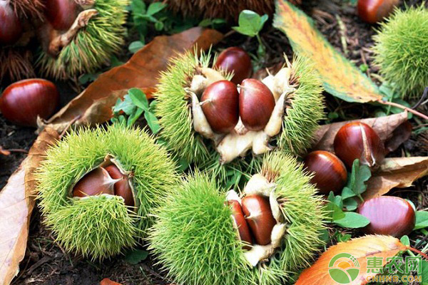 板栗低产是什么原因？树势衰弱的低产板栗园改造技术-图片版权归惠农网所有