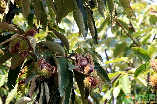 板栗落果的原因和防治方法-图片版权归惠农网所有