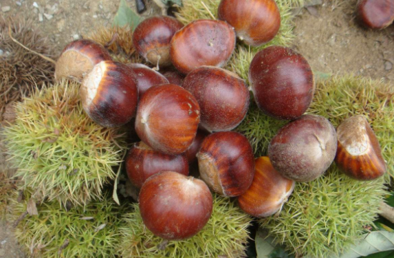 这是一张板栗的贮藏方法的配图 板栗的贮藏方法-图片版权归惠农网所有