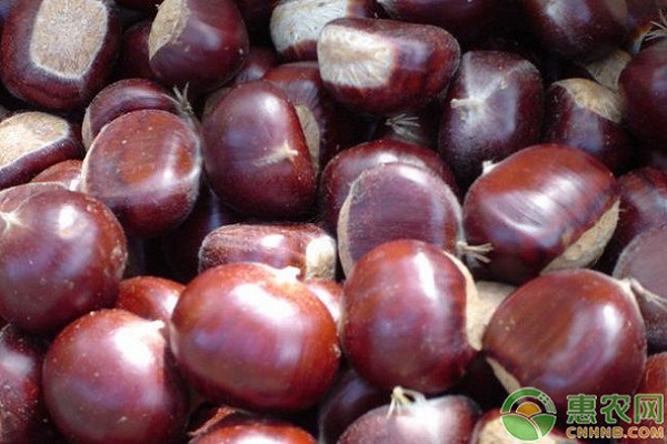 板栗的产地和栽培技术-图片版权归惠农网所有