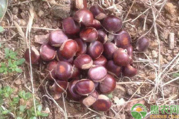 板栗的产地和栽培技术-图片版权归惠农网所有