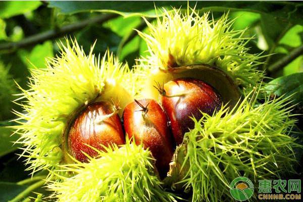 种植板栗如何选种?这些选板栗良种标准需牢记 种植板栗如何选种?这些选板栗良种标准需牢记-图片版权归惠农网所有