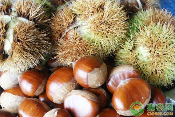 板栗如何实现高产栽培?板栗优质高产栽培技术要点 板栗如何实现高产栽培?板栗优质高产栽培技术要点-图片版权归惠农网所有