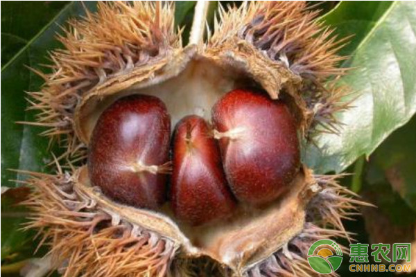 板栗如何实现高产栽培?板栗优质高产栽培技术要点 板栗如何实现高产栽培?板栗优质高产栽培技术要点-图片版权归惠农网所有