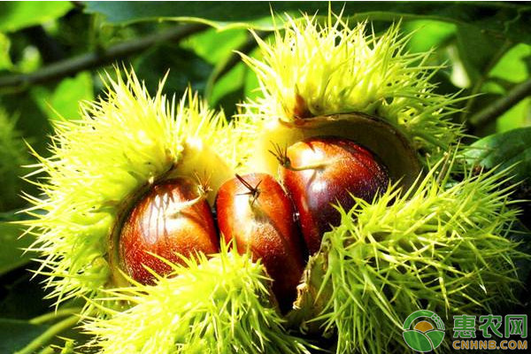 板栗如何实现高产栽培?板栗优质高产栽培技术要点 板栗如何实现高产栽培?板栗优质高产栽培技术要点-图片版权归惠农网所有