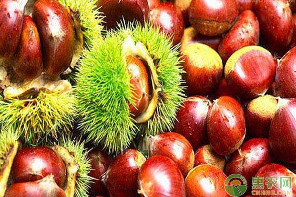 板栗怎么嫁接?板栗全程嫁接技术解析 板栗怎么嫁接?板栗嫁接的时间、方法及嫁接后的管理-图片版权归惠农网所有