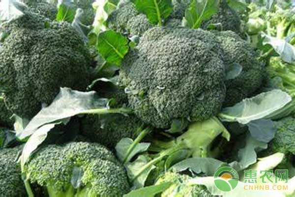 西兰苔怎么种?西兰苔高产种植技术 西兰苔怎么种?西兰苔高产种植技术-图片版权归惠农网所有