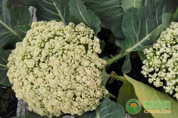 西兰苔怎么种?西兰苔高产种植技术 西兰苔怎么种?西兰苔高产种植技术-图片版权归惠农网所有