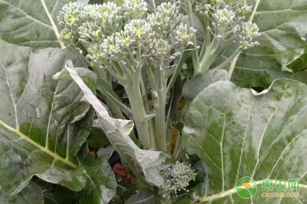 西蓝苔的种植技术-图片版权归惠农网所有