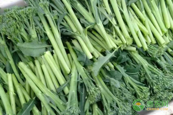 西蓝苔的种植技术-图片版权归惠农网所有