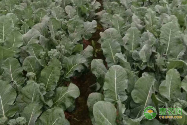 西蓝苔的种植技术-图片版权归惠农网所有