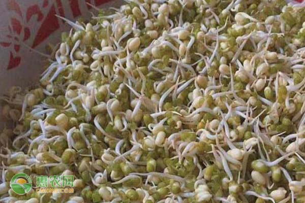 绿豆芽的种植方法-图片版权归惠农网所有