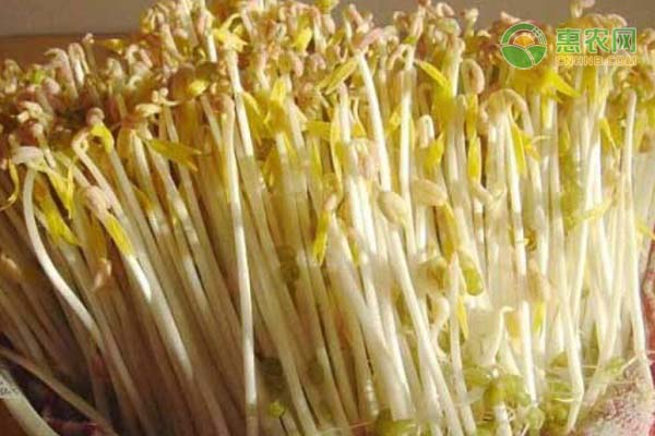 如何种绿豆芽?-图片版权归惠农网所有