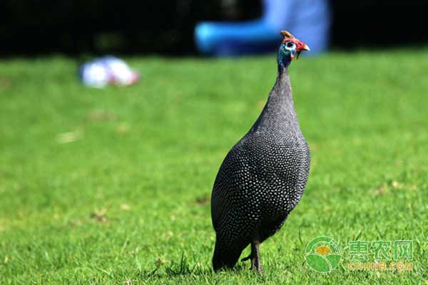 珍珠鸡怎么繁殖？珍珠鸡繁殖技术-图片版权归惠农网所有
