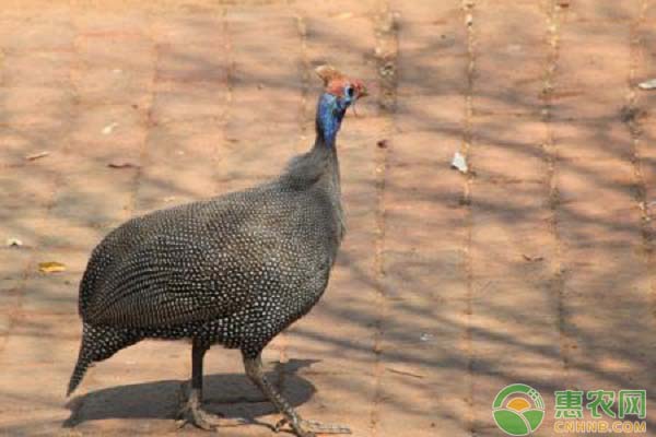 珍珠鸡如何养殖？果园林地珍珠鸡养殖技术要点-图片版权归惠农网所有