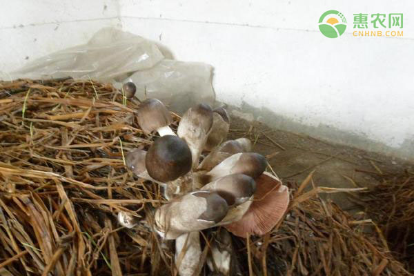 草菇的种植技术-图片版权归惠农网所有