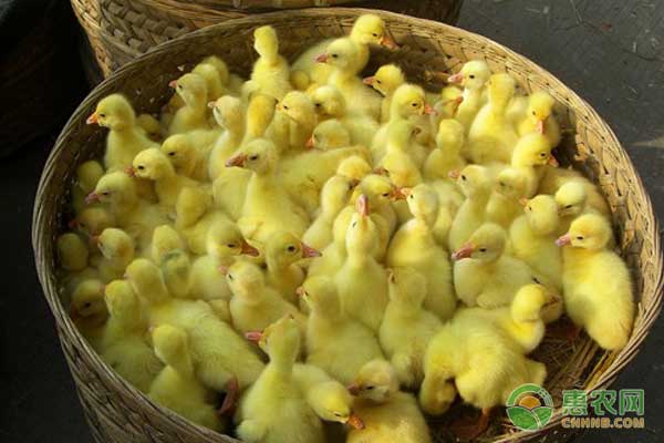 商品鹅怎么饲养管理？商品鹅的管理技术要点-图片版权归惠农网所有