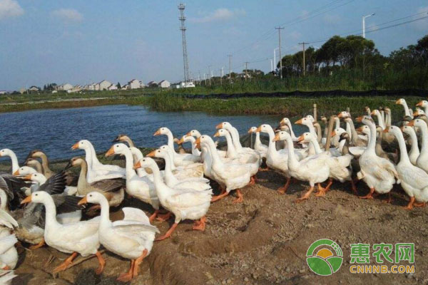 鹅养殖技术：中鹅的饲养管理要点-图片版权归惠农网所有