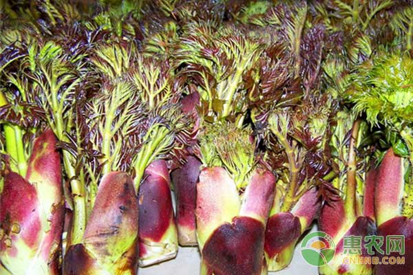 树头菜是什么菜？树头菜怎么种？-图片版权归惠农网所有