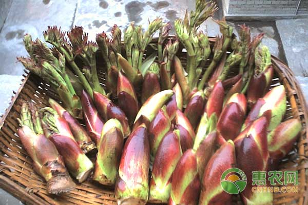 树头菜是什么菜？树头菜怎么种？-图片版权归惠农网所有