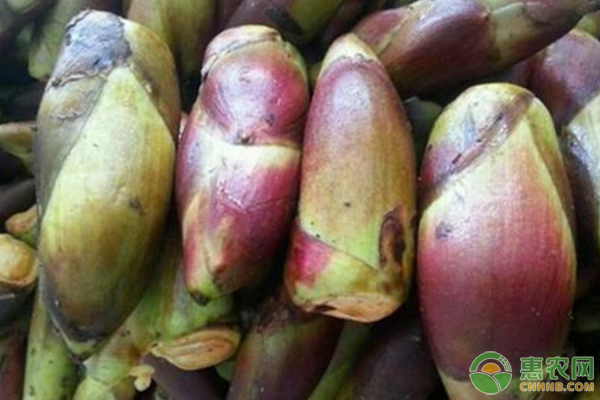 乌龙头生物学特性、栽培区自然概况、人工栽植技术-图片版权归惠农网所有