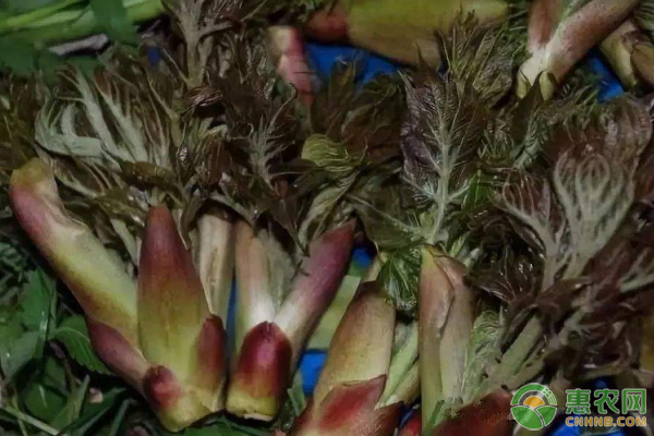 乌龙头生物学特性、栽培区自然概况、人工栽植技术-图片版权归惠农网所有