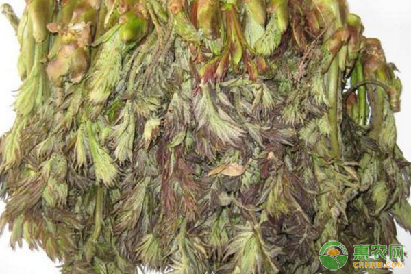 乌龙头生物学特性、栽培区自然概况、人工栽植技术-图片版权归惠农网所有