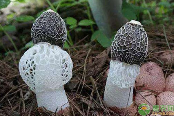 种植课堂:竹荪的种植技术要点-图片版权归惠农网所有