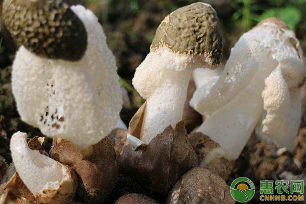 种植课堂:竹荪的种植技术要点-图片版权归惠农网所有